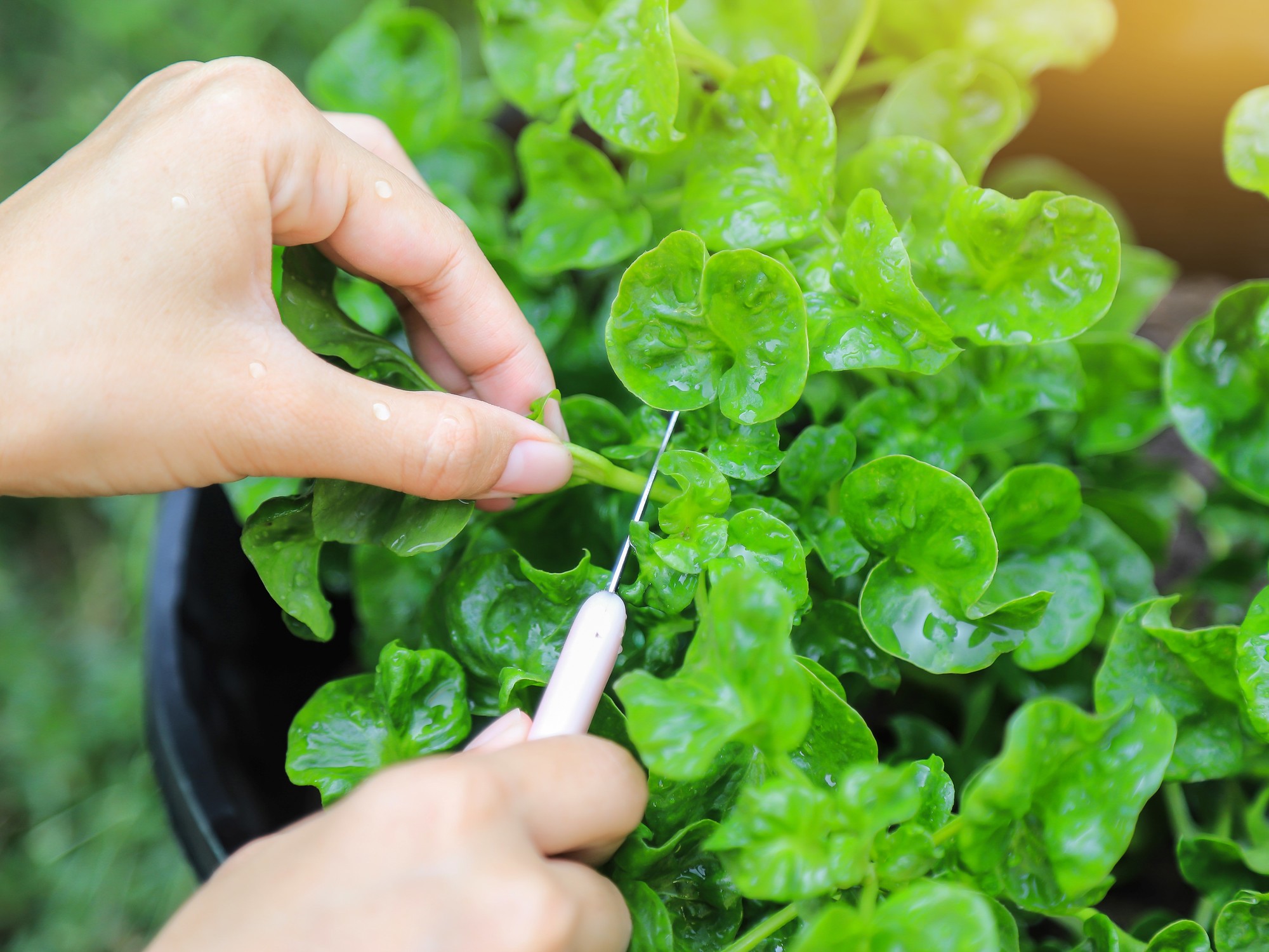 Watercress provides 17 essential nutrients to the daily diet./ Photo: Shutterstock.