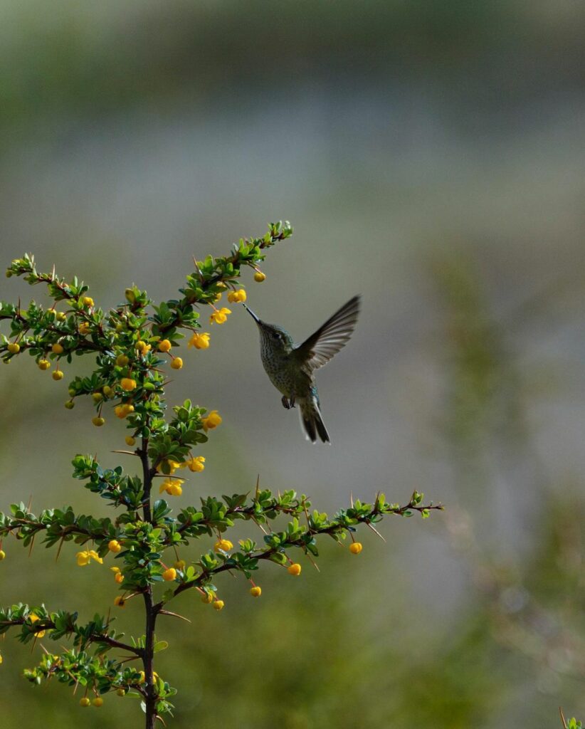 Birds and flowers, a relationship that intensifies more in spring