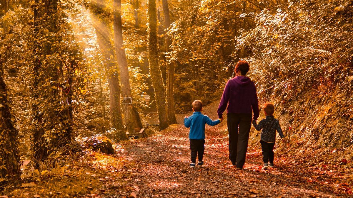 NATURAL MEDICINE | ‘Forest bathing’: the therapeutic power of nature