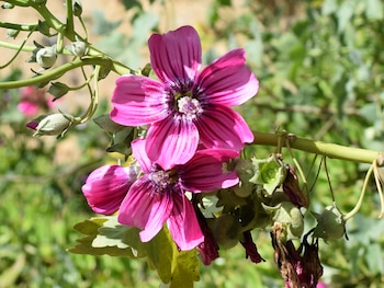 Mallow is a beautiful flower with a long history of medicinal properties (Archive)