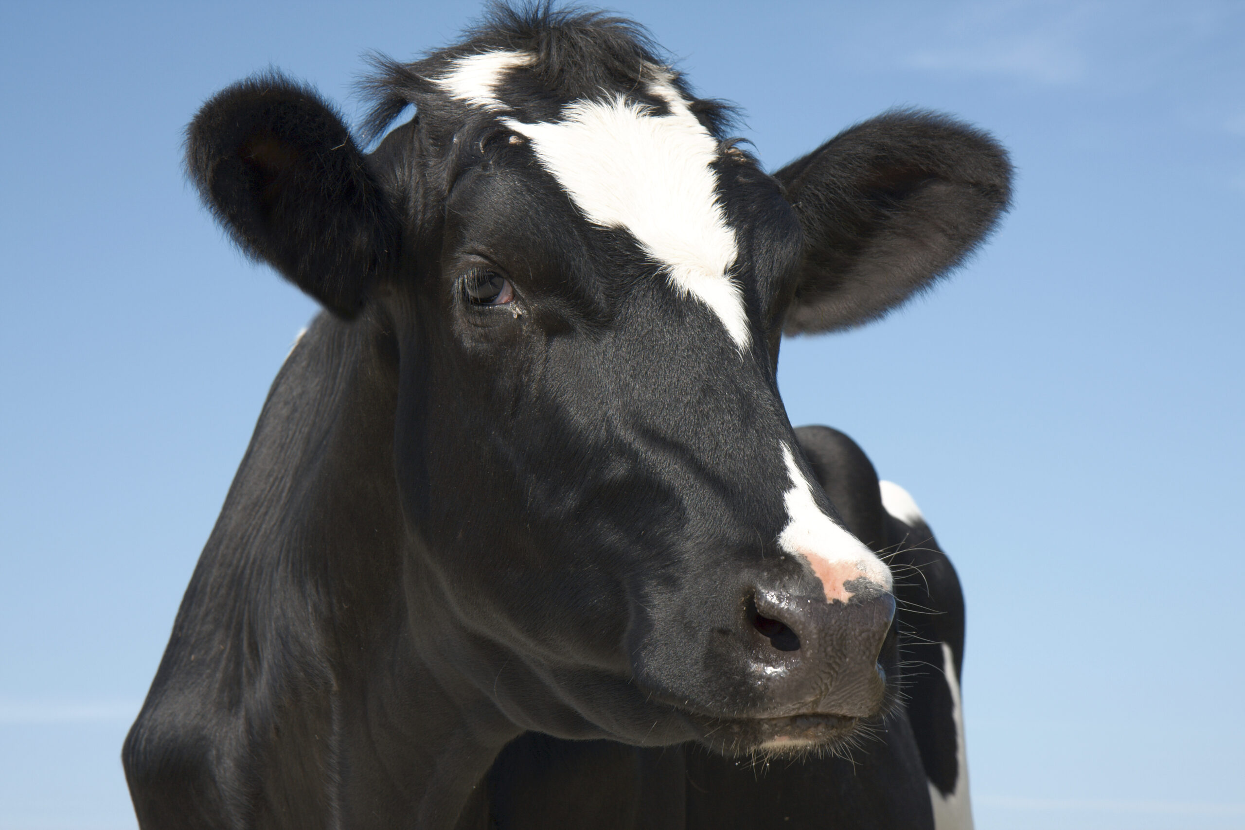 Novalac® Start Impulse: Boosting health and milk production in transition cows