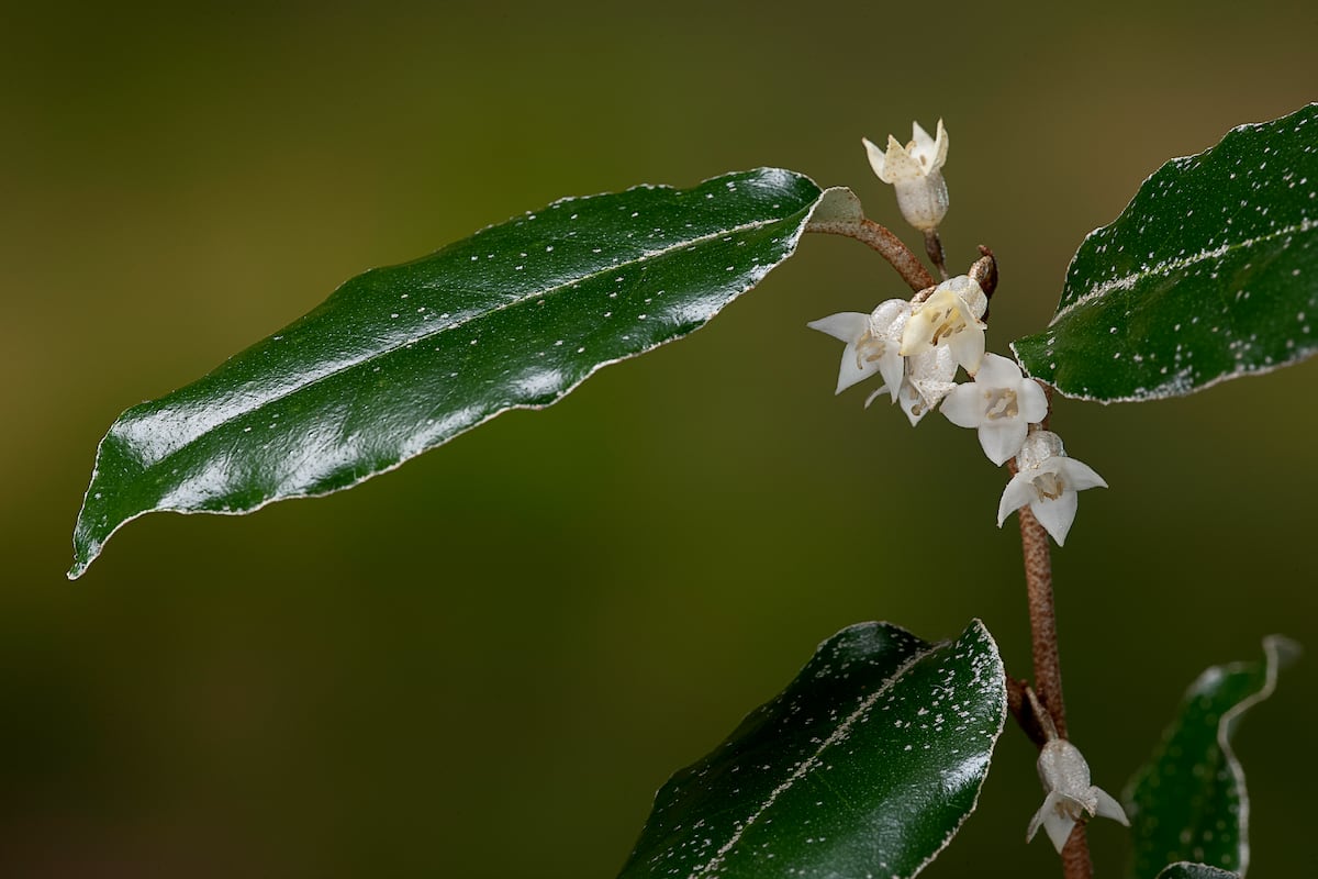 Eleagno, a shrub without any desire for prominence that awakens emotion among those who smell it | Lifestyle