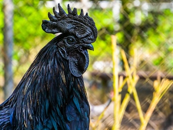 Black chickens are used for protection rituals (Grosby)