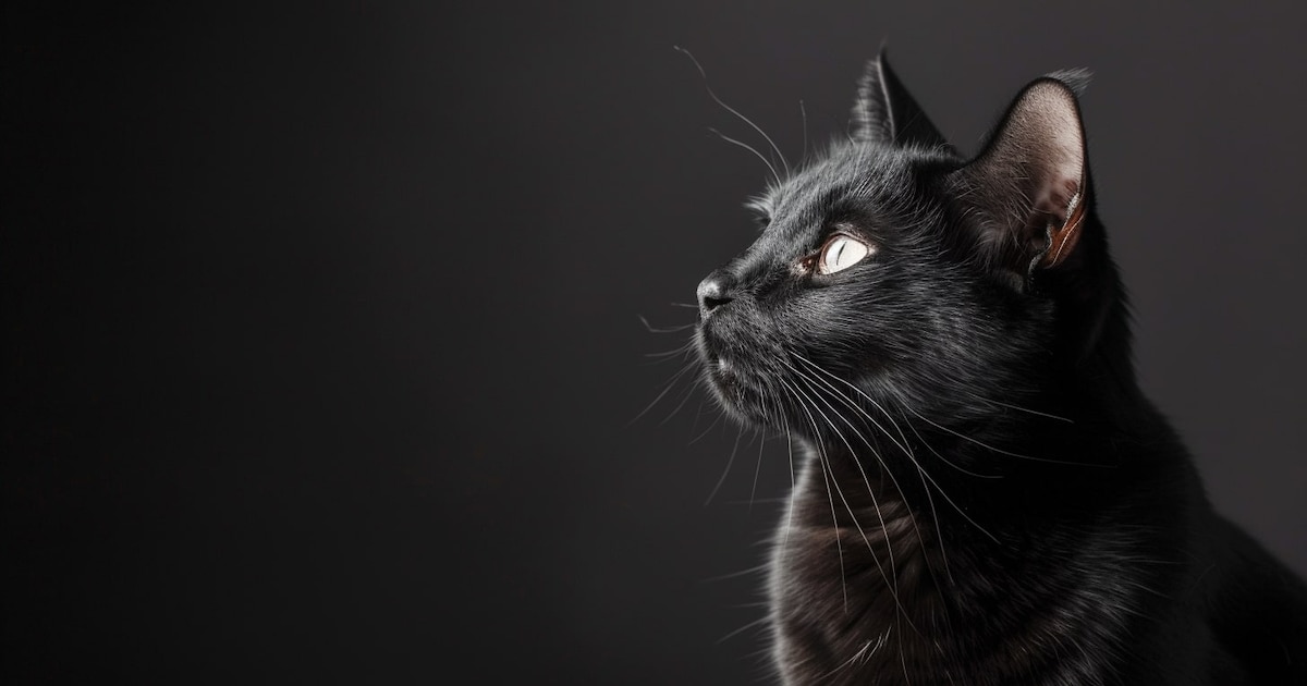 Black animals and superstitions, the dark relationship that is going viral these days