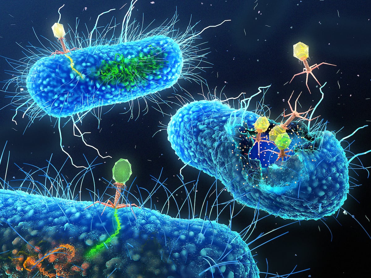 The phageome: a hidden kingdom in your intestine | Health and well-being