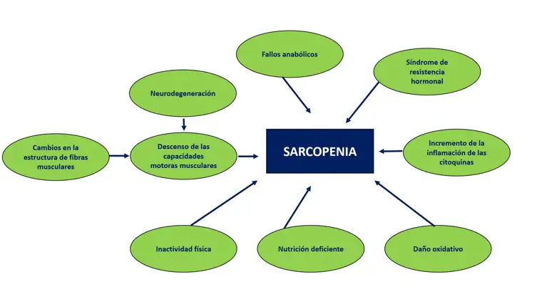 Pathways leading to sarcopenia