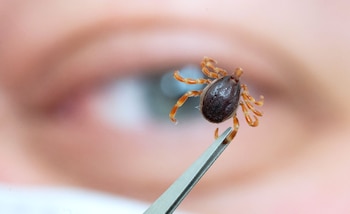 Tick ​​activity increases in warm seasons, making dogs ideal hosts for these parasites / Marijan Murat/dpa